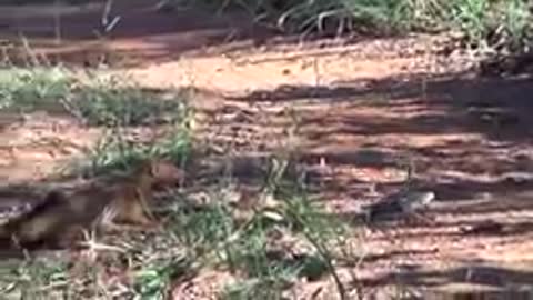 30 TIMES ANIMALS MESSED WITH THE WRONG OPPONENT