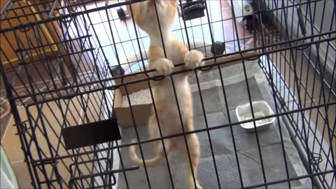 Cute Kitten Video II Cute animal video II Pets Video