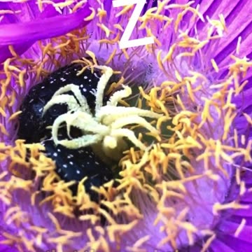 AMAZING SOUTH AFRICAN PLANT🌱