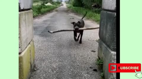 "Paws and Whiskers Unleashed: Hilarious Cat and Dog Duo Takes the Internet by Storm!"