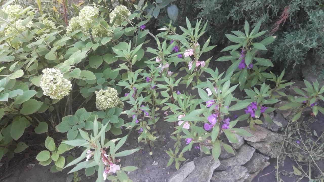 Balsam blossomed