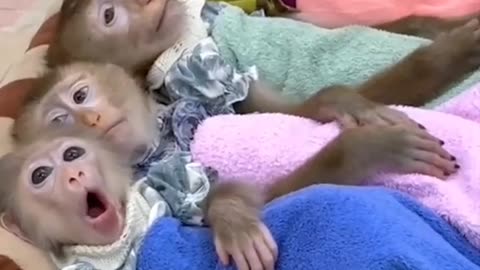 Monkeys Reacting to Magic For The First Time! New Funniest Animals