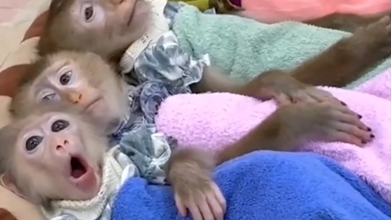 Monkeys Reacting to Magic For The First Time! New Funniest Animals