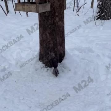 I like the extended long ears