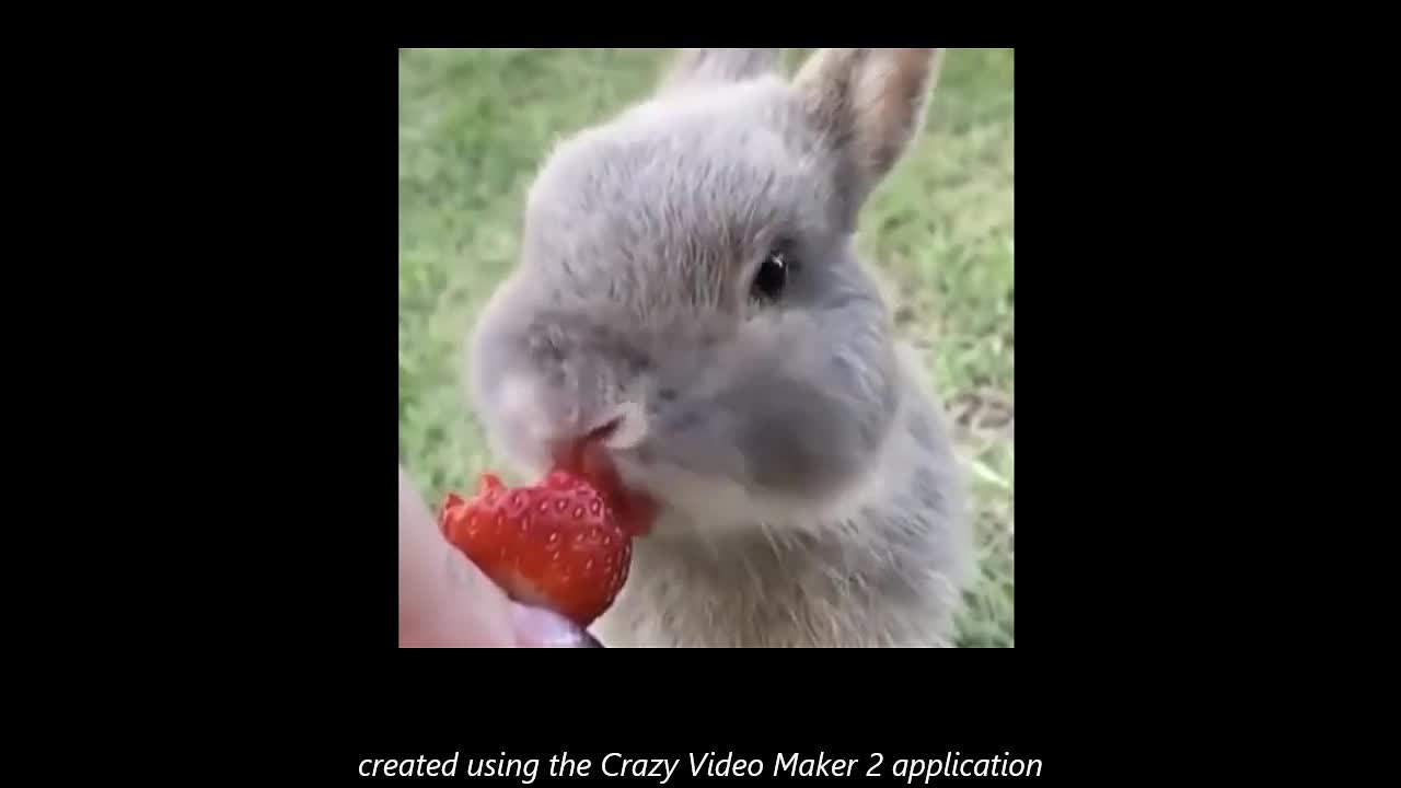 Rabit eat strawberry #cute #short #video #animal #viral