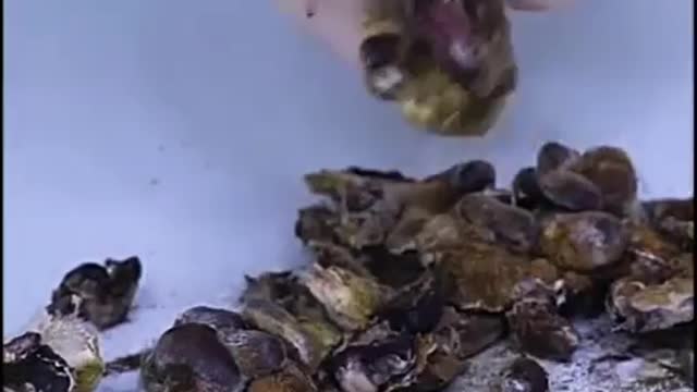 Time lapse of Food