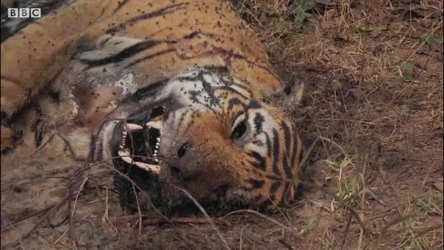 Tiger Grieves Her Dead Mate - BBC Earth_Cut