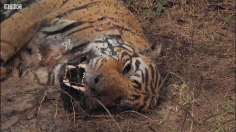 Tiger Grieves Her Dead Mate - BBC Earth_Cut