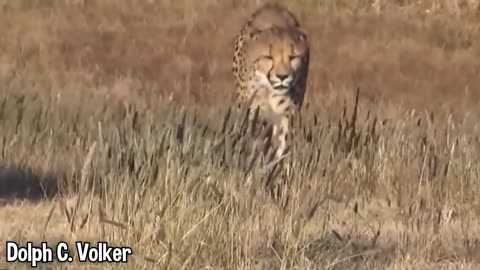 Girl Reunites With Pet Lion After 8 YEARS..