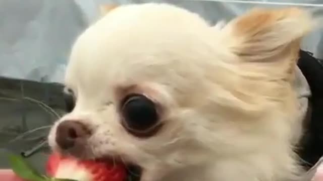 I really like dogs! But I'm afraid I can't support myself,
