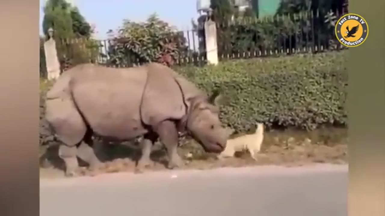 Funny animal video