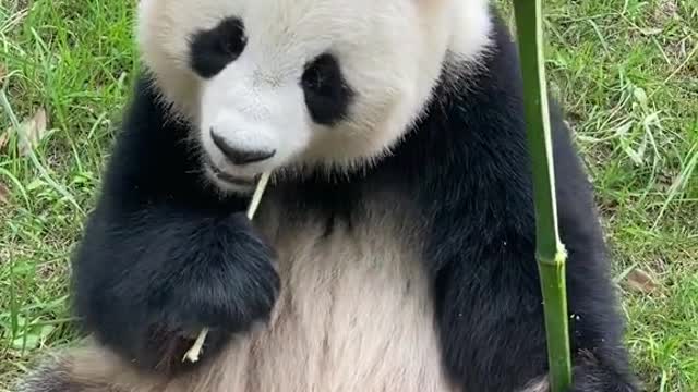 giant pandas