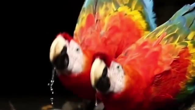 The macaw