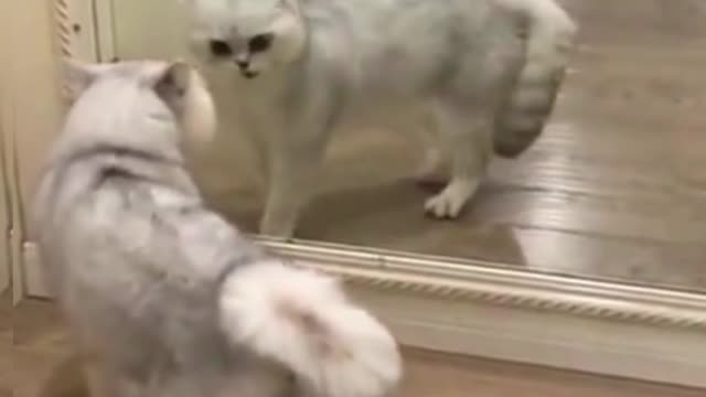 Cute Cats And Funny Dogs Videos Compilation- Part 3