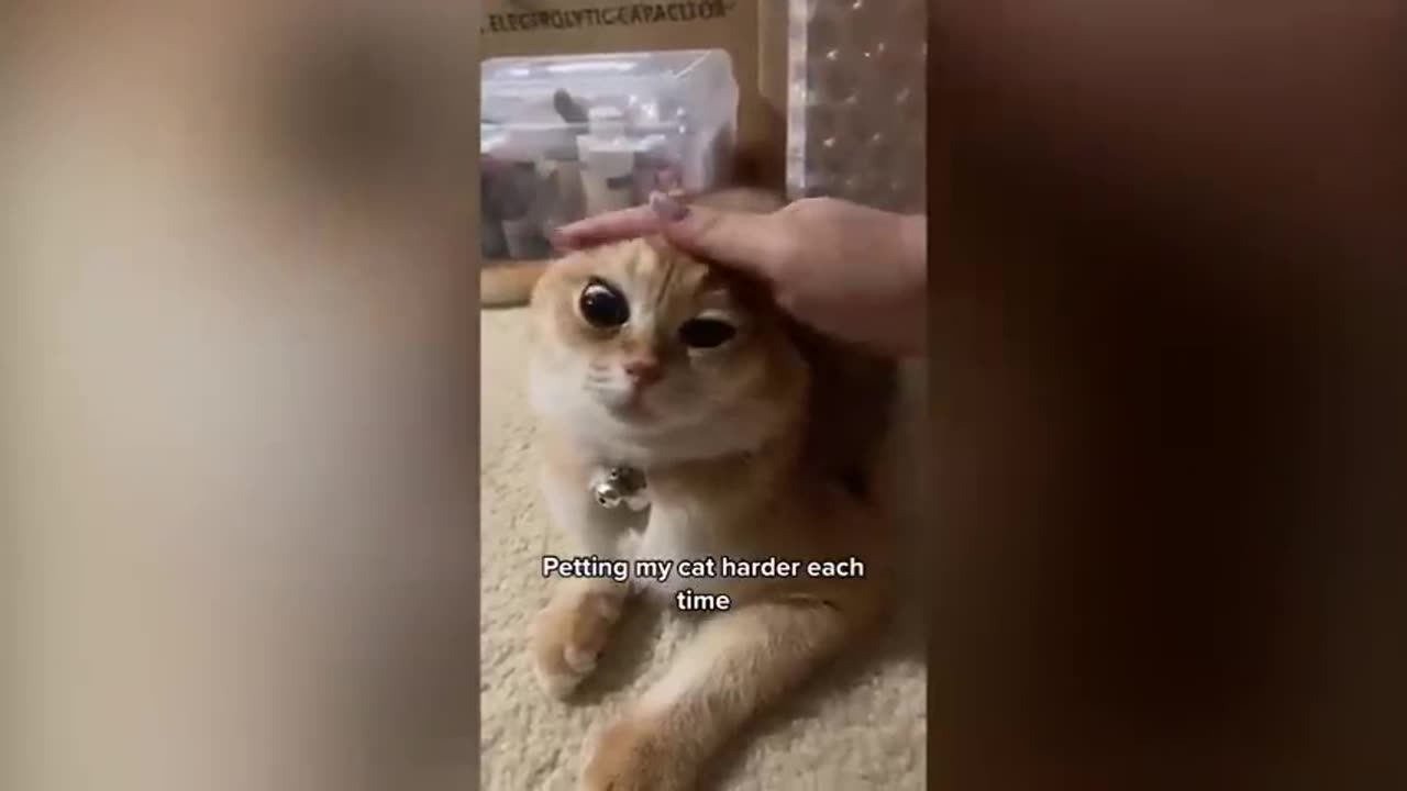 cat funny moments show in video 🤣🤣🤣