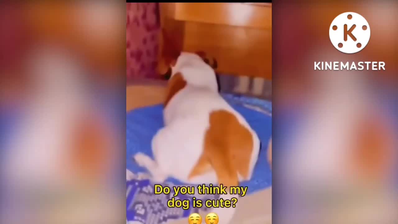Cute cat kidding dog video 2022