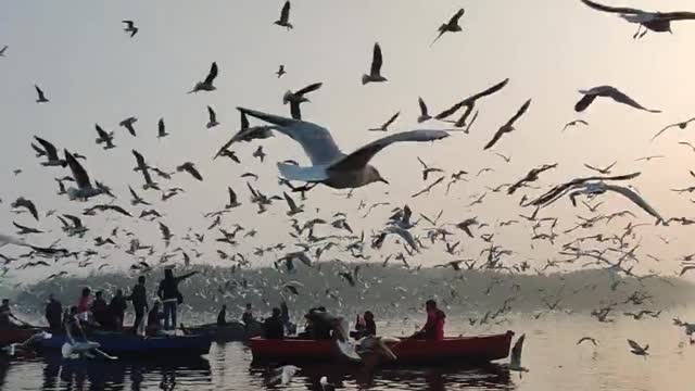 A Flock Of Seagulls Flying Over A Body Of Water/