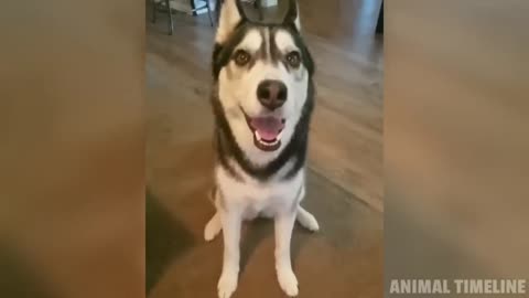 Funniest Husky Videos - Funny and Cute Huskies Compilation