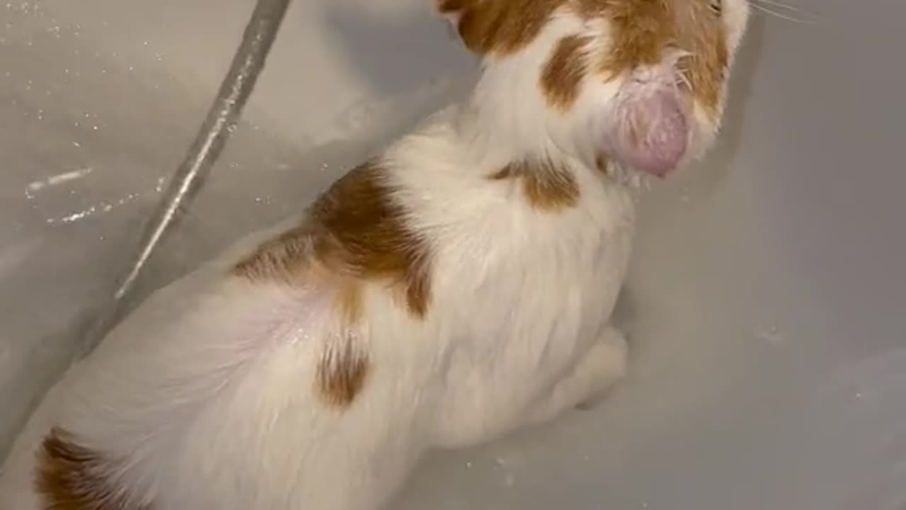 "Purr-fectly Pampered: Bath Time with our Adorable Cat"