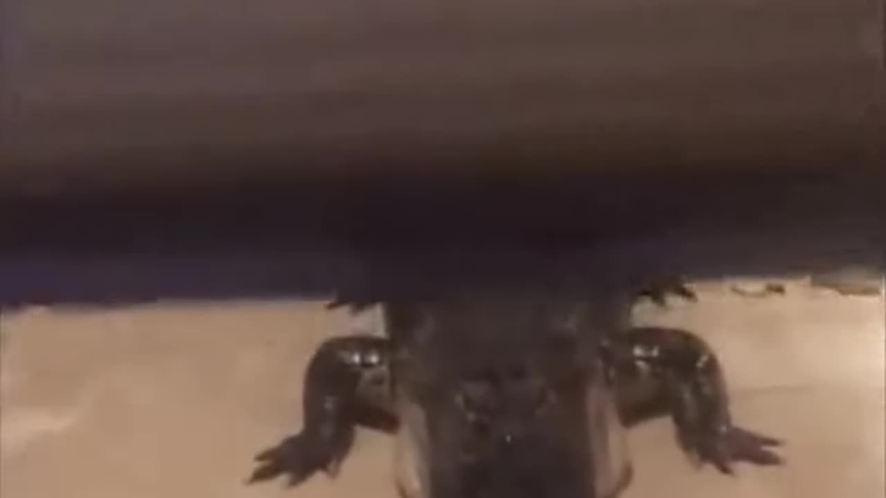 Crocodile Attempts To Enter Home😲