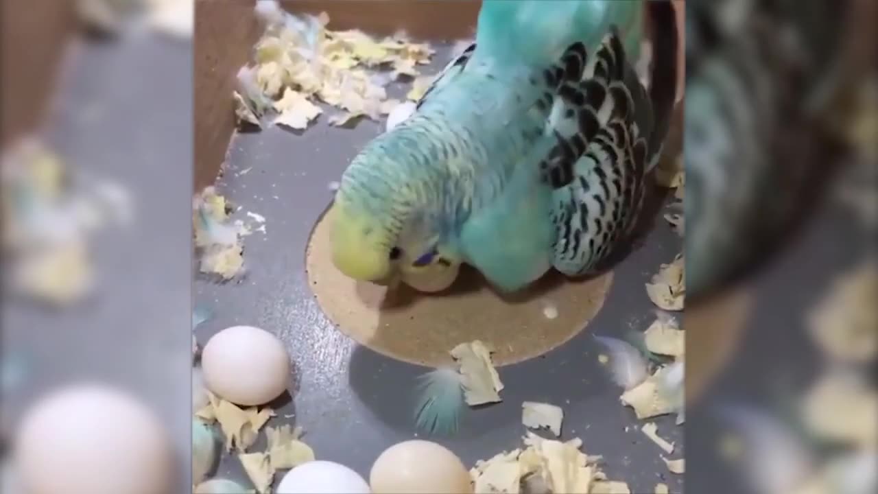 🤣Funny Animals Videos 2020🤣Best Of The 2020 Funny Animal Videos #2 😁