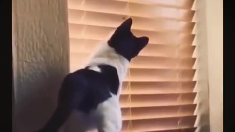 Funny animals video /cats &dogs