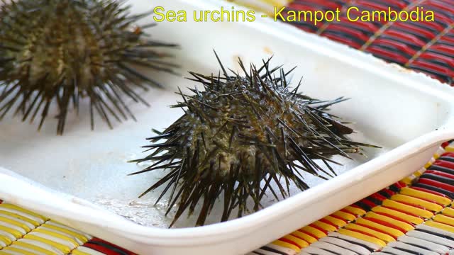 Sea urchins - Kampot Cambodia