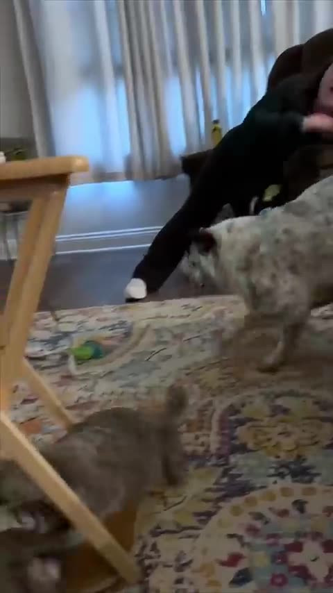 So you want a CAT Are you sure