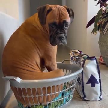 Funny scene of a boxer dog in a basket