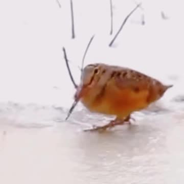 Dancing Bird