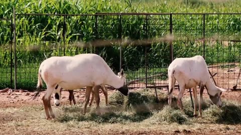 Gemsbok