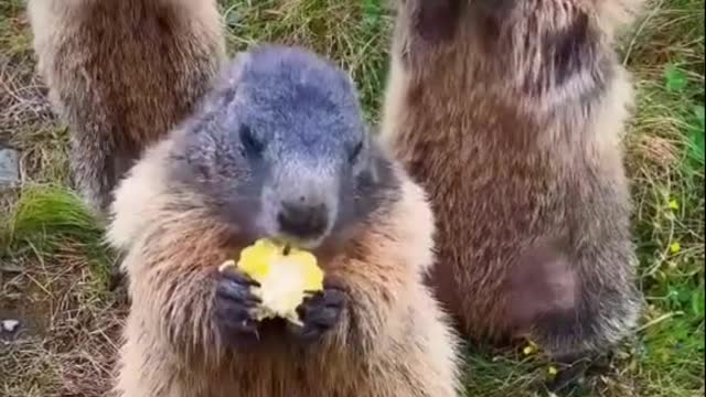 The animal world is lovely and lovely groundhog