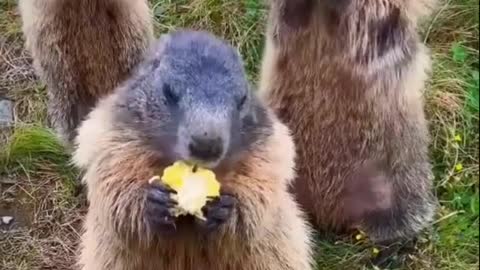 The animal world is lovely and lovely groundhog