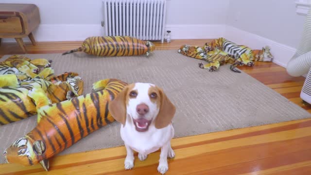 Dog vs Tigers Prank Funny Puppy Dog Indie Battles Tigers!