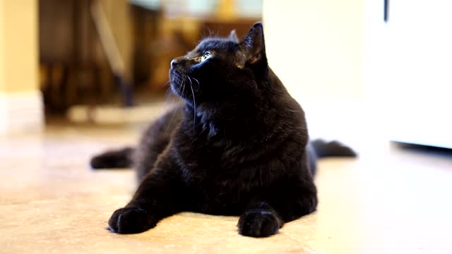 Big Black Cat