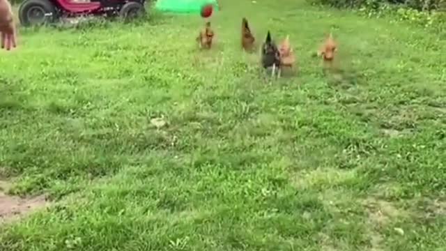 TRY NOT TO LAUGH .. Crazy chicken is amazing and funny.. ANIMALS funniest - PART # 02