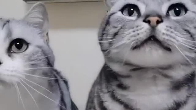 Cat funny blog video😂