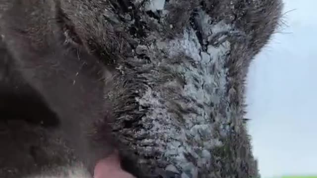 Little Moose Calf Looks Exhausted in the Snow