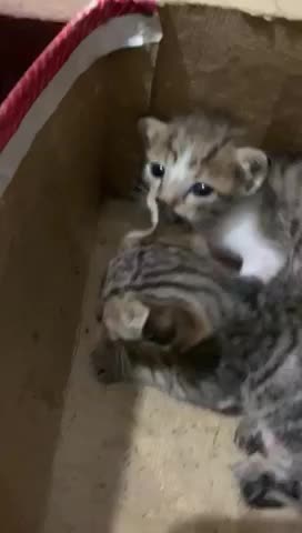 Baby kittens