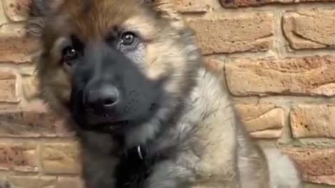 German shepherd puppy