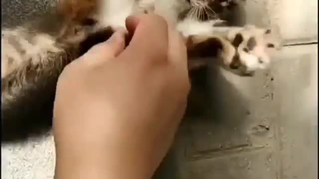 Cute little cat 😍 #Shorts