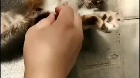 Cute little cat 😍 #Shorts