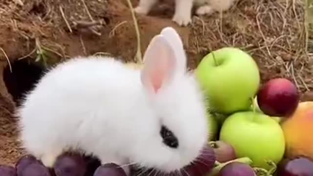 Rabbit stole the dog's banana