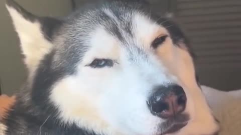 I Can NOT Believe My Husky Did THIS!