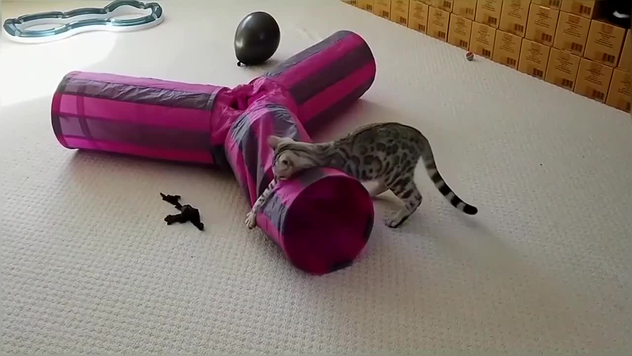 Bengal Kitten Adorably Plays With Balloon