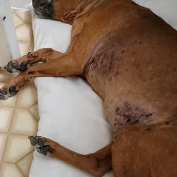 Chester Theodore Amadeus snoring