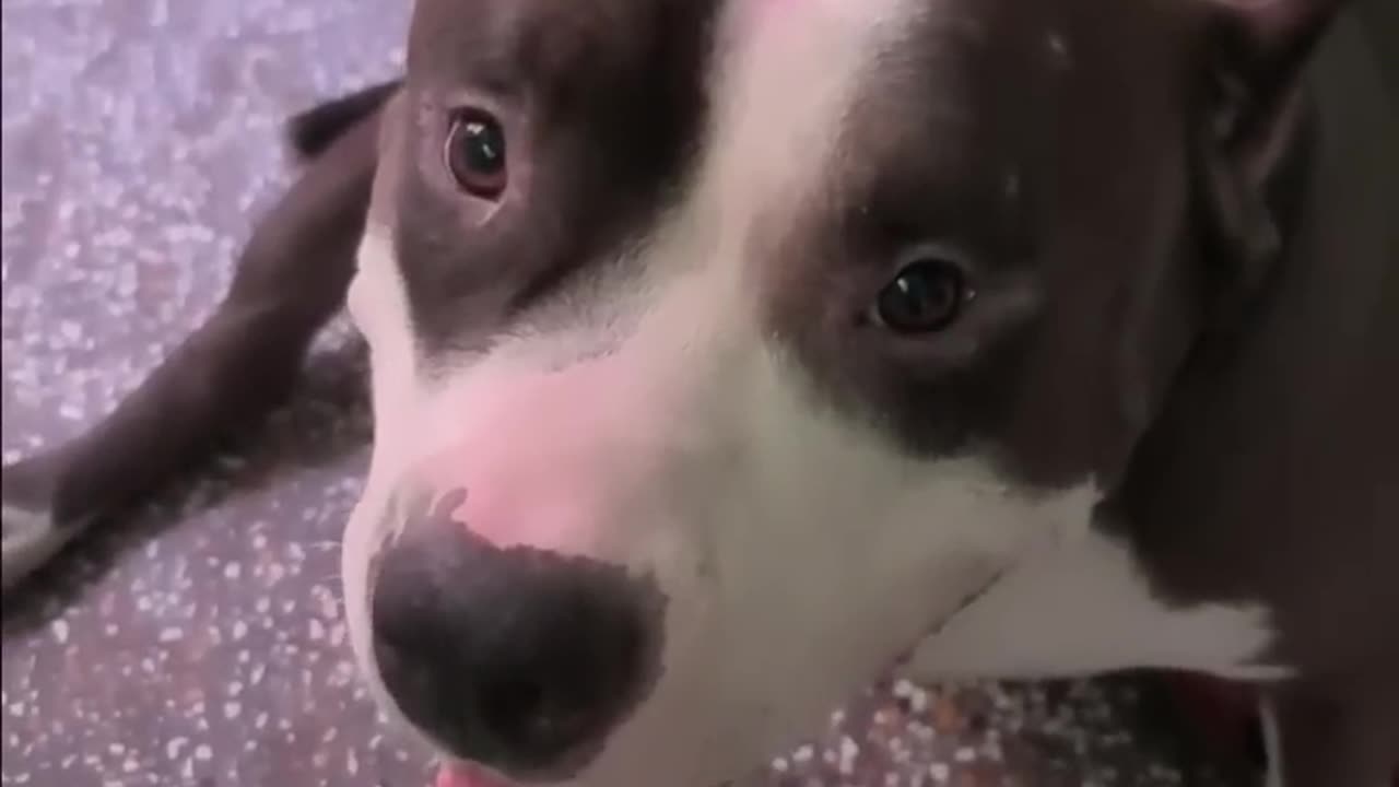 Medicine Challenge My Dog Vs Other Dogs #reels #shorts #viral #pitbulldog #pitbulldog