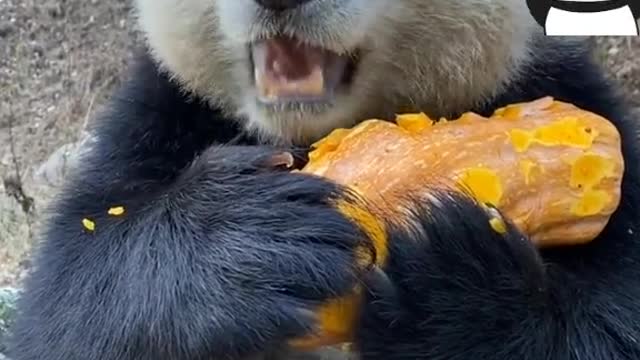 Pandas eat pumpkins