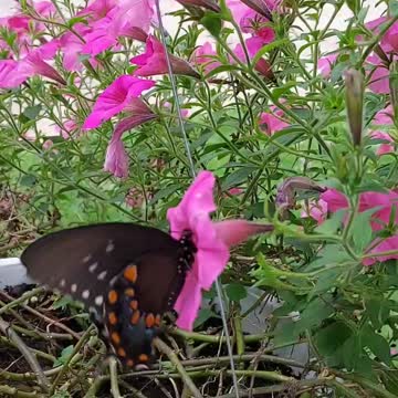 Random Butterfly 🦋