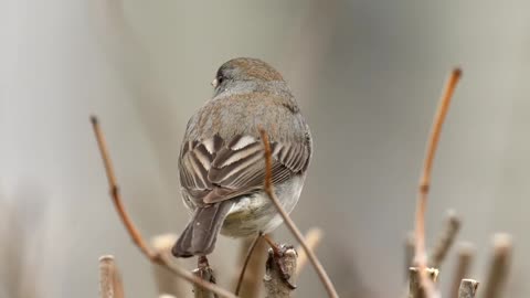 Peaceful Bird Song & Nature Sounds for Meditation & Peace